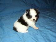 Nice Looking Pomeranian Puppies for sale
